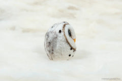 Owl - Barn owl