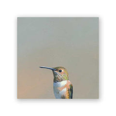 Hummingbird #5 6
