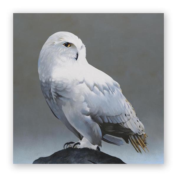 Snowy Owl on Rock 10" x 10" (7/8" D)